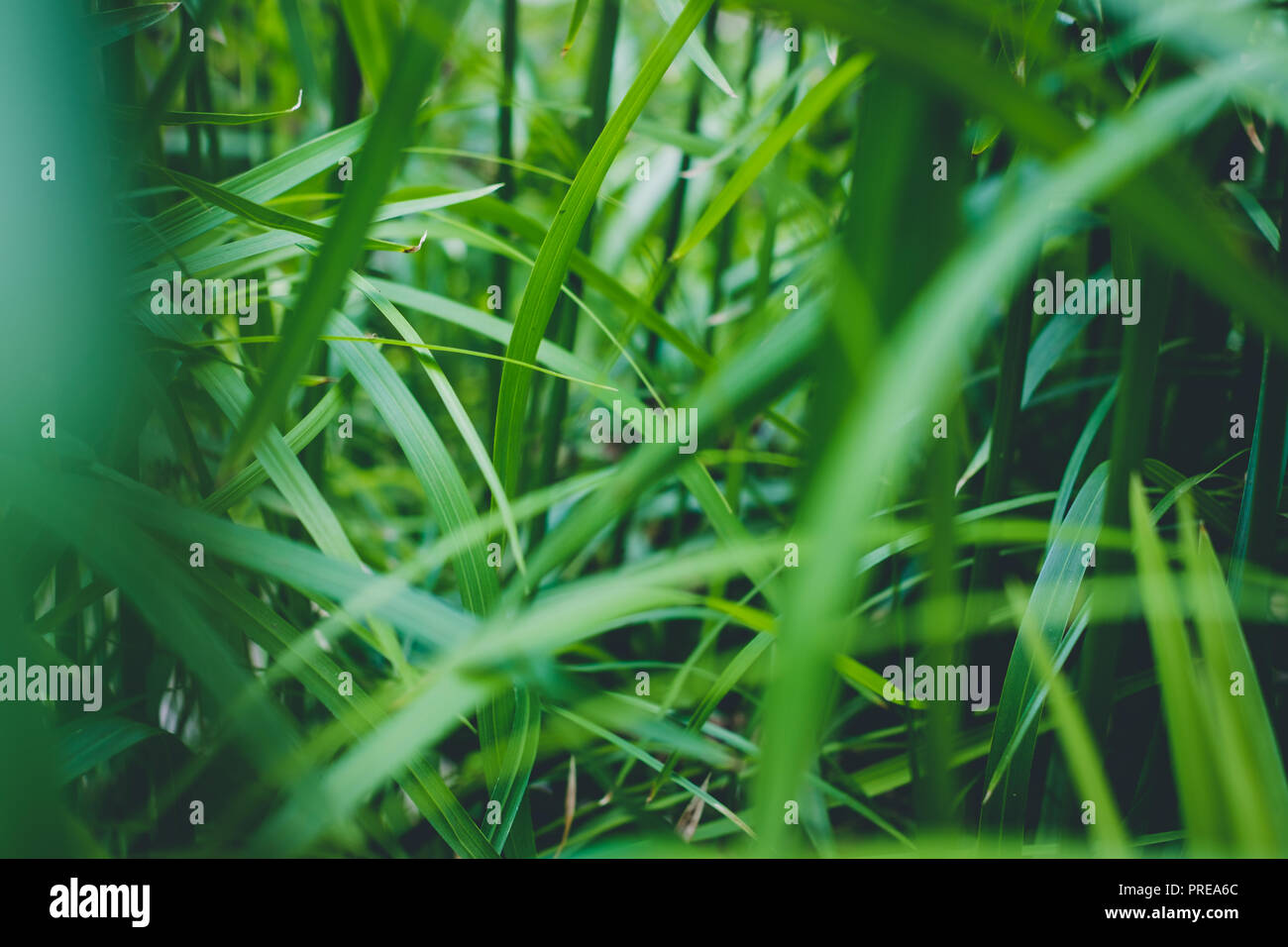 Pianta tropicale foglie / all'interno della foresta pluviale, piante della giungla Foto Stock
