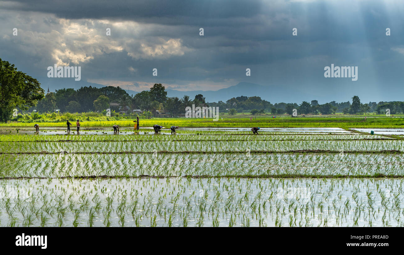 Il riso della stagione della semina in Chiang Mai Thailandia con la luce del sole brillare attraverso la nube di pioggia Foto Stock