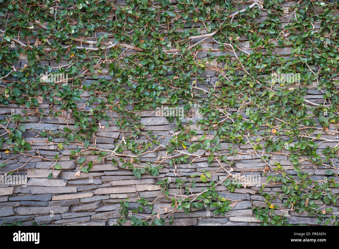 Muro di pietra naturale ricoperta - giardino - sfondo Foto Stock