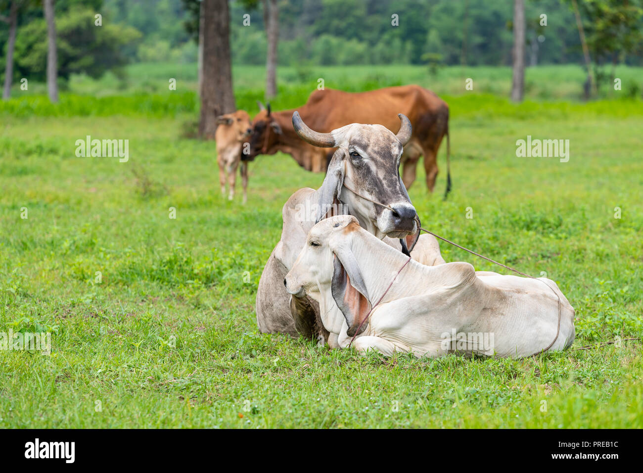 Il bianco e marrone di Brahman vacche con loro croste nel campo. Foto Stock