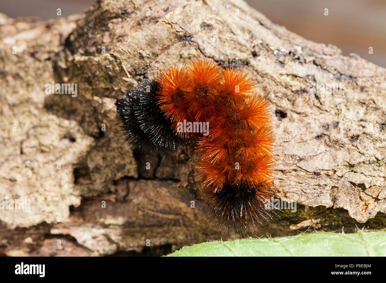 Lanosi Bear caterpillar, Isabella Tiger Moth larva (Pyrrharctia isabella) - Virginia STATI UNITI D'AMERICA Foto Stock