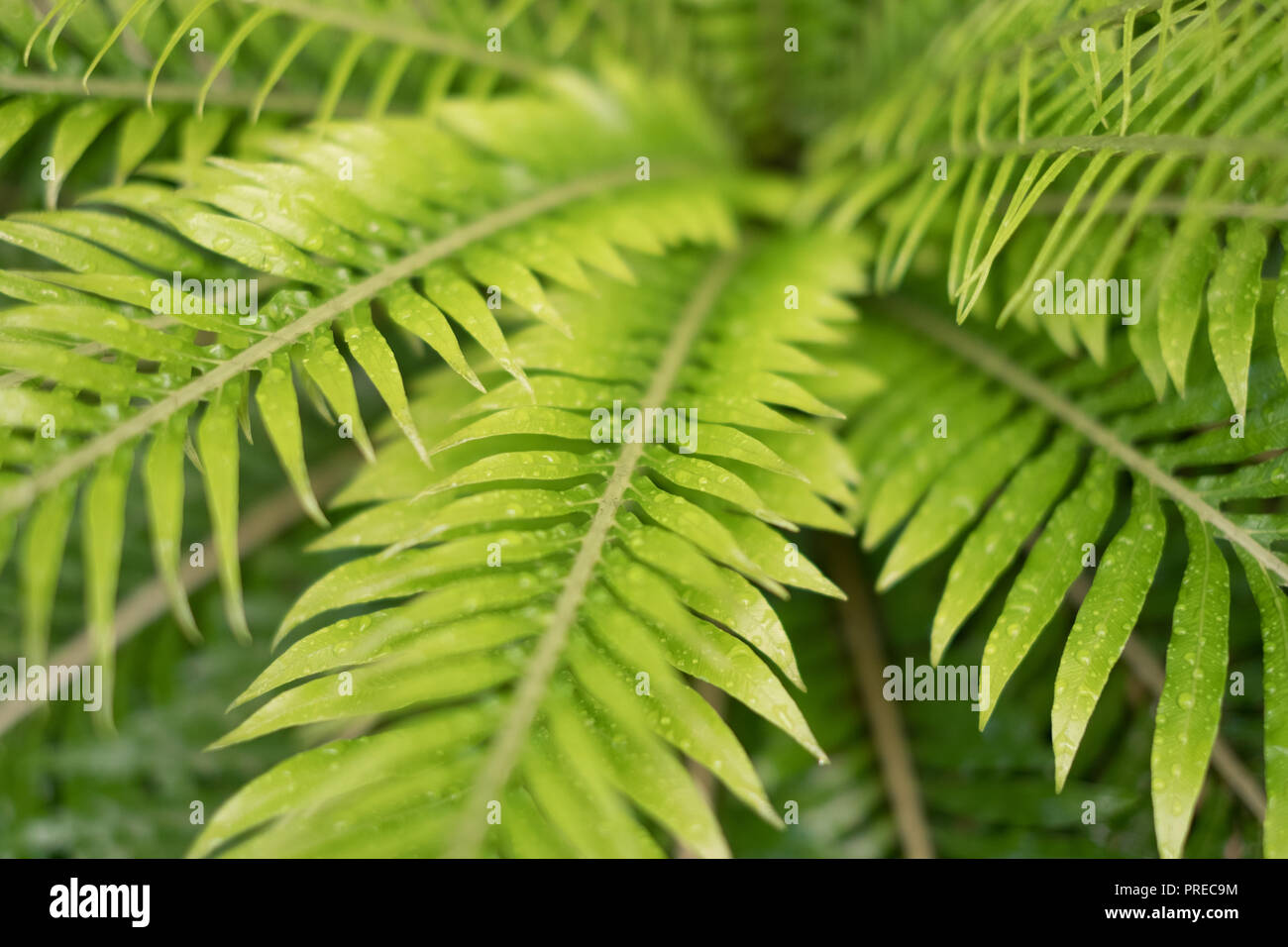 Gocce di rugiada, goccioline sulla pianta di felce lascia closeup Foto Stock