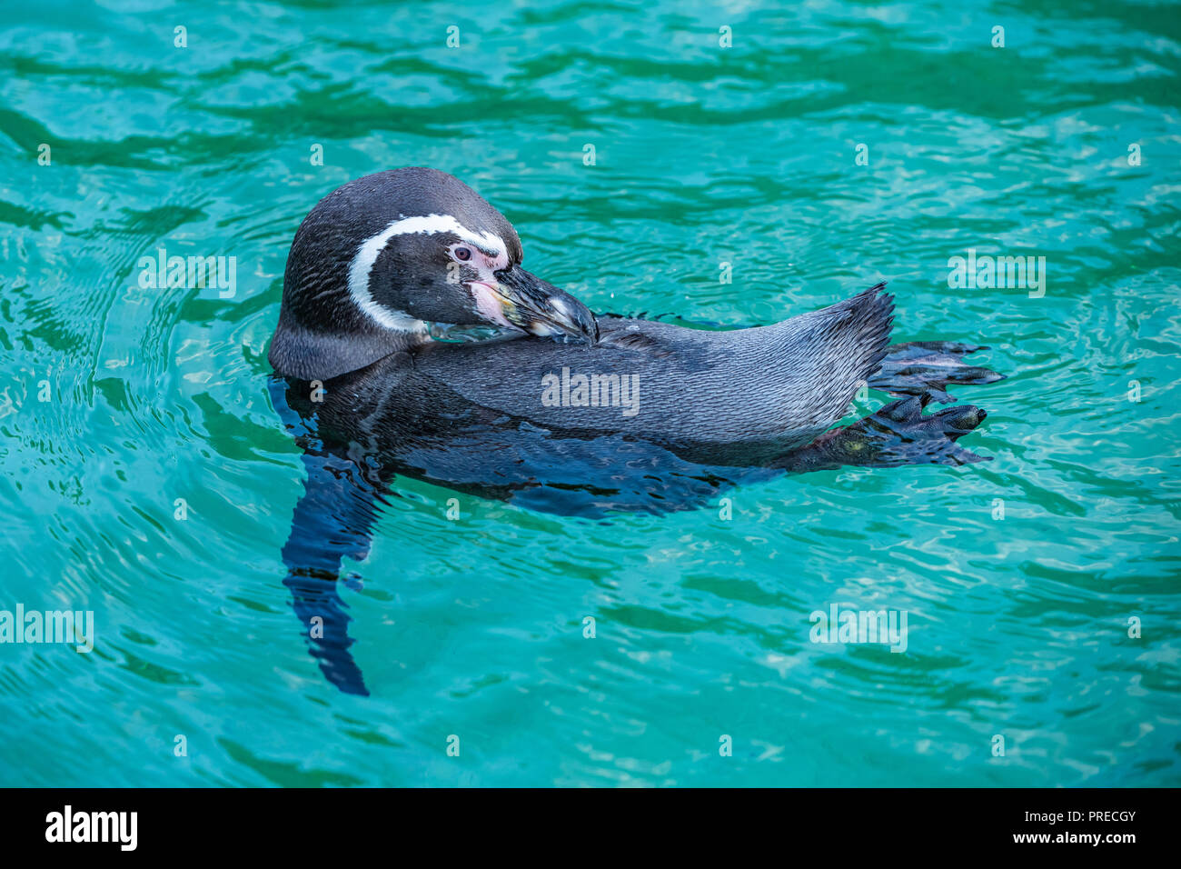 Le Galapagos penguin's preening mantiene le piume'- acqua e vento-proofing capacità. Foto Stock