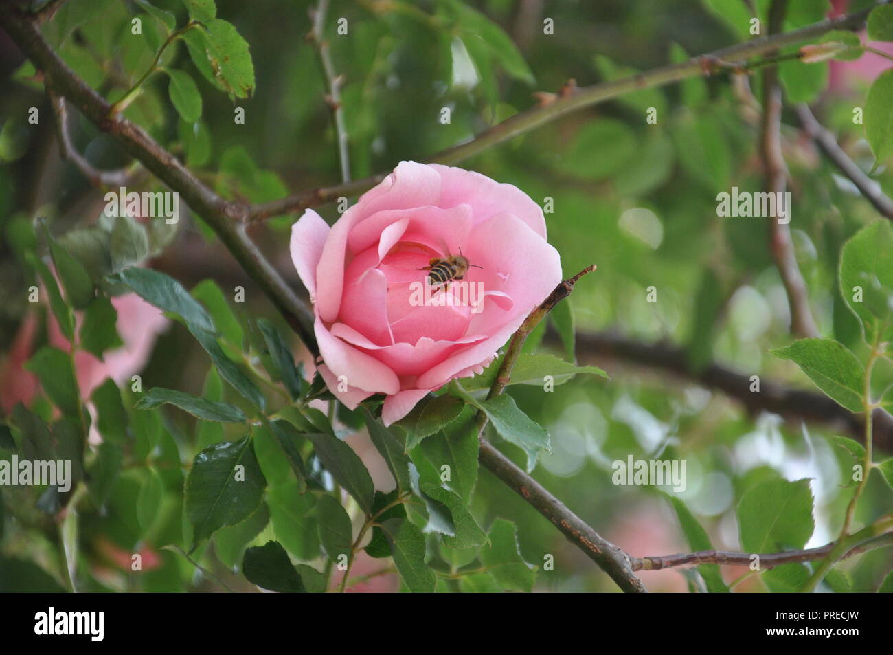 Bee in rosa Foto Stock