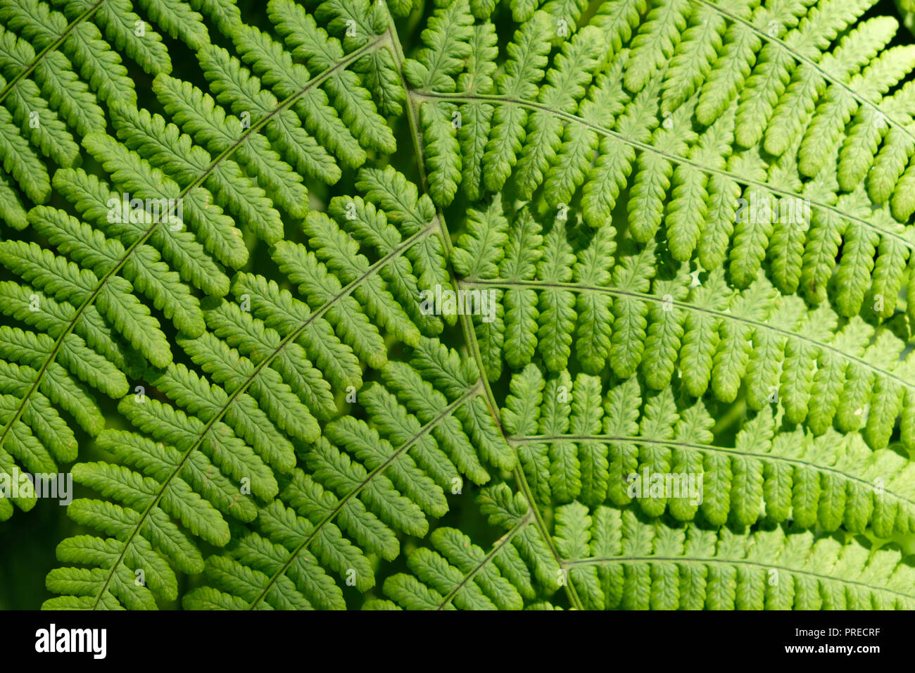 Impianto di felce macro - foglie di felce closeup Foto Stock