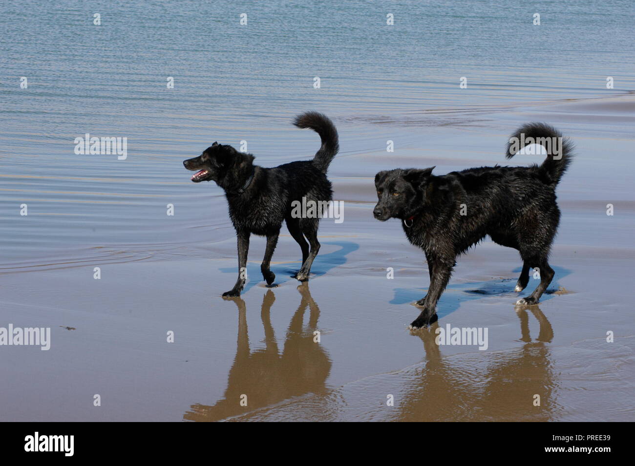 Cani in riva al mare Foto Stock