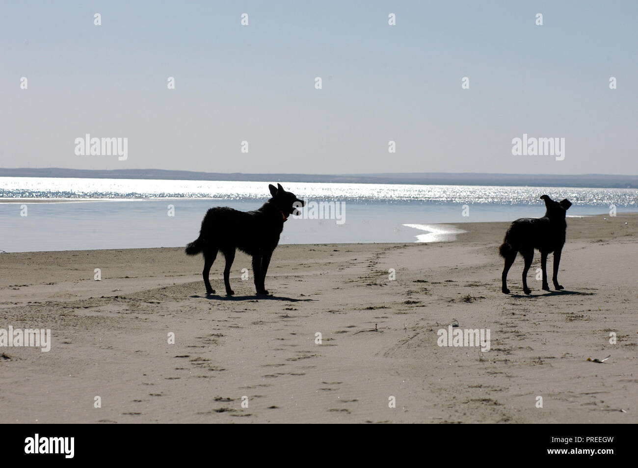 Cani in riva al mare Foto Stock