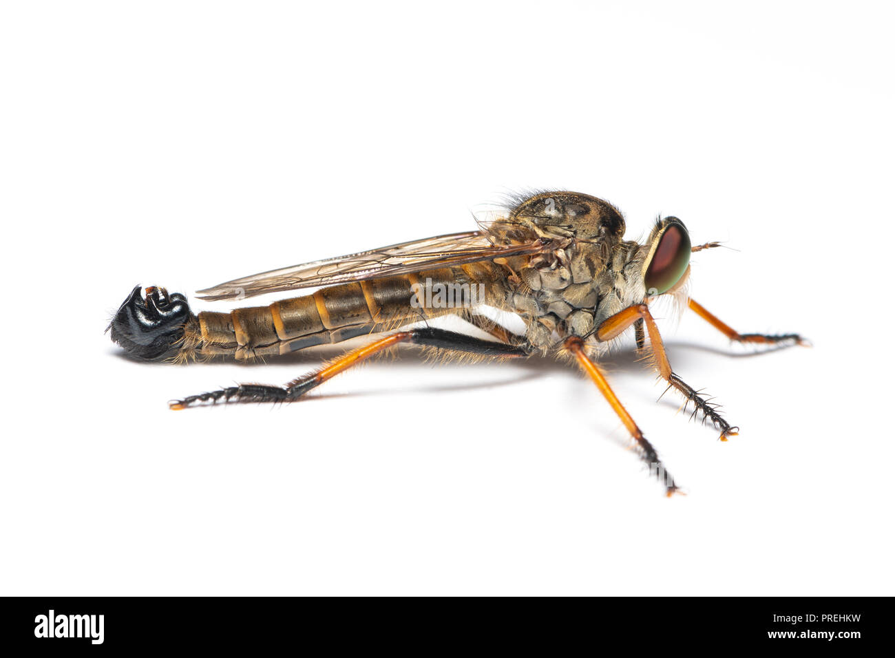 Asilidae fly o assassin volare isolato su sfondo bianco Foto Stock