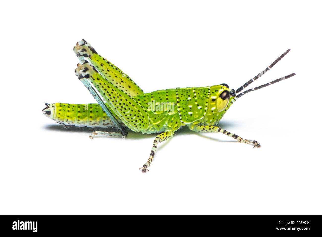 Xenocatantops humilis Nymph grasshopper isolati su sfondo bianco Foto Stock