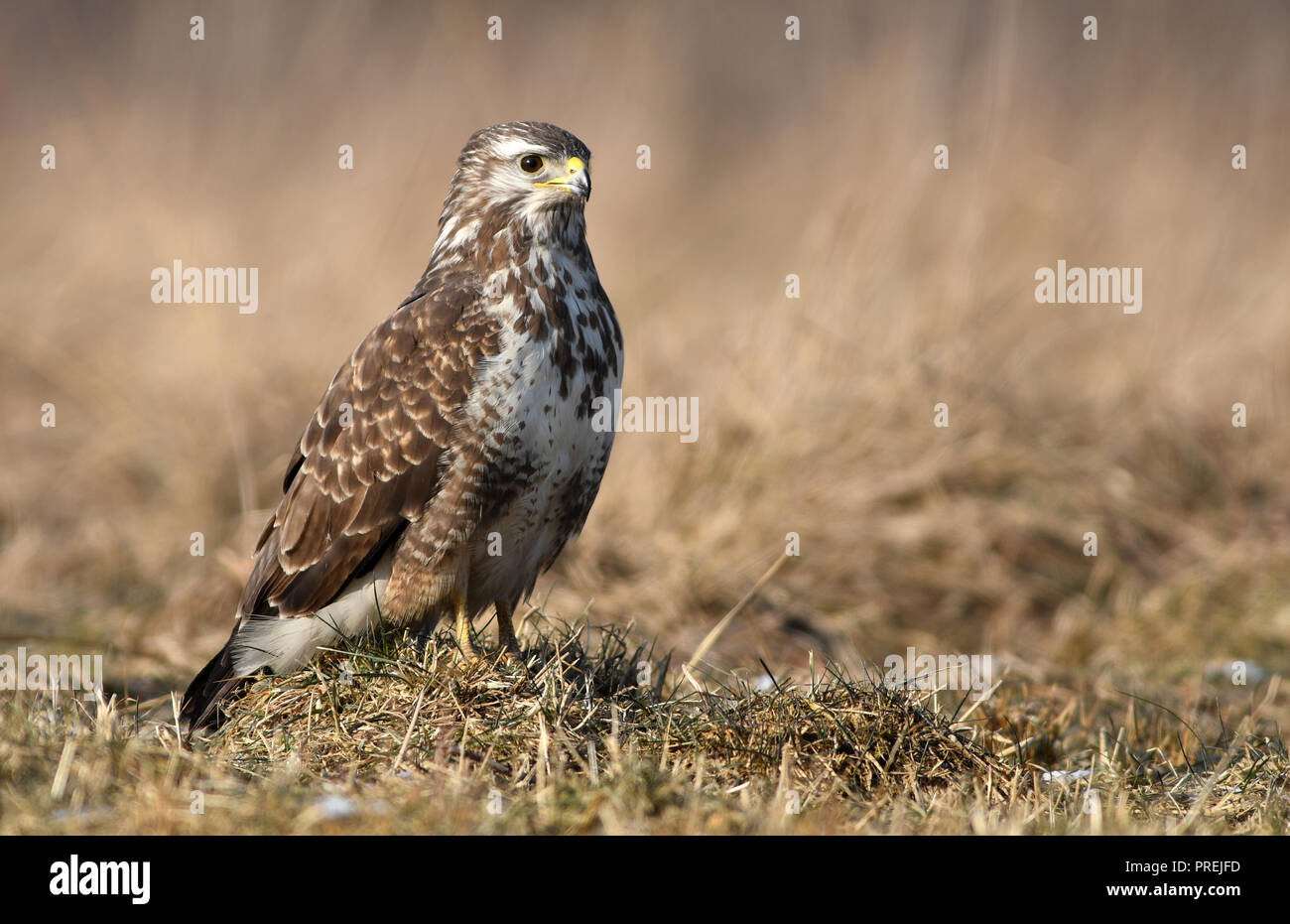Comune poiana (Buteo buteo) Foto Stock