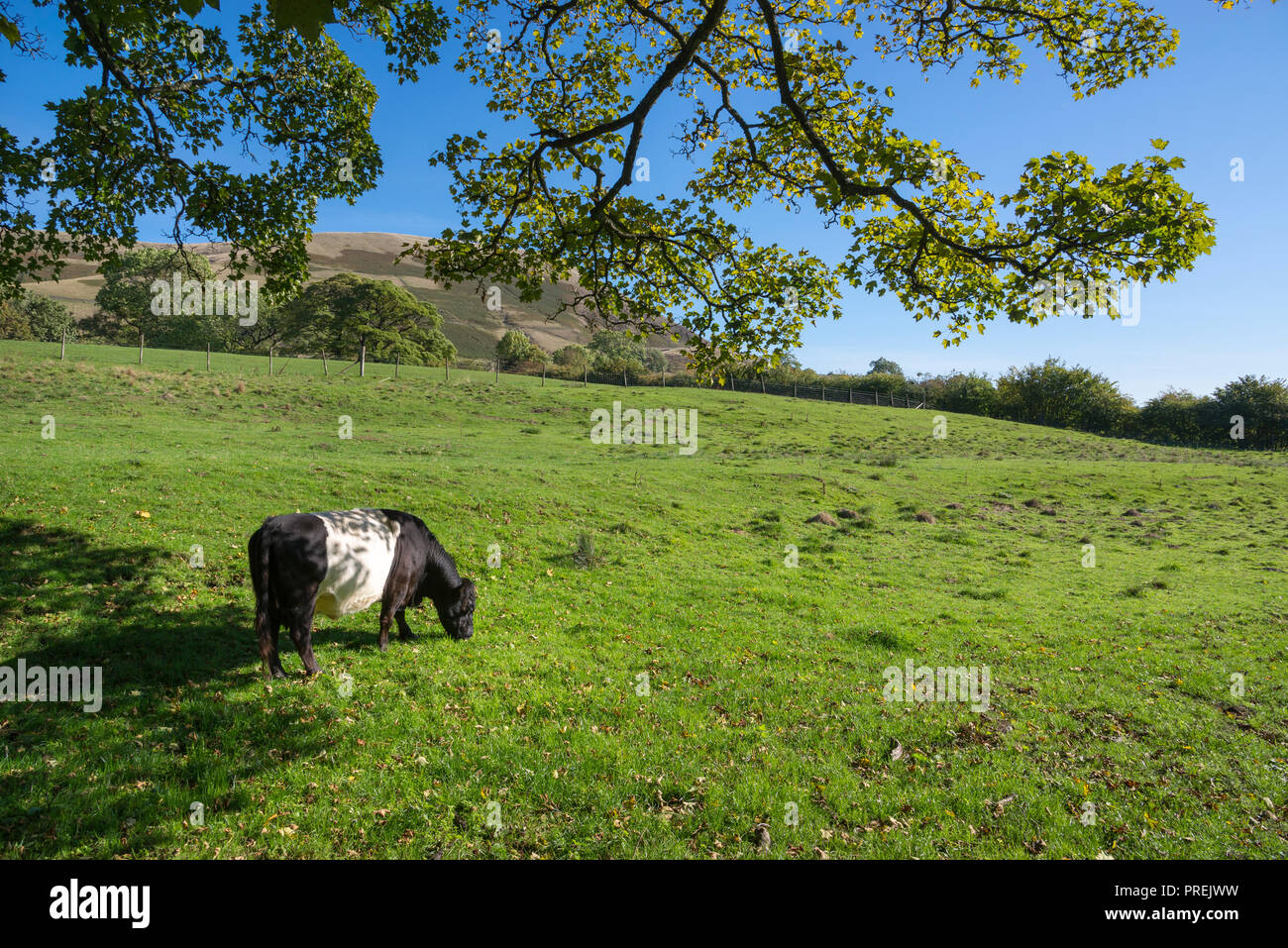 Belted Galloway bovini in un campo nella campagna inglese, Barbiere Booth, Derbyshire, Inghilterra Foto Stock