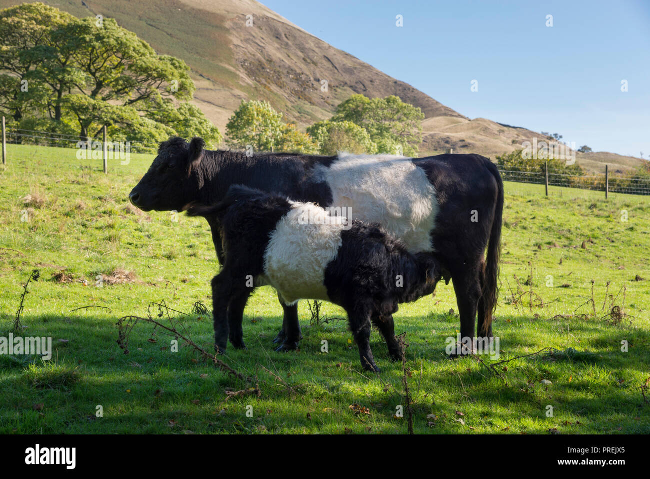 Belted Galloway bovini in un campo nella campagna inglese, Barbiere Booth, Derbyshire, Inghilterra Foto Stock