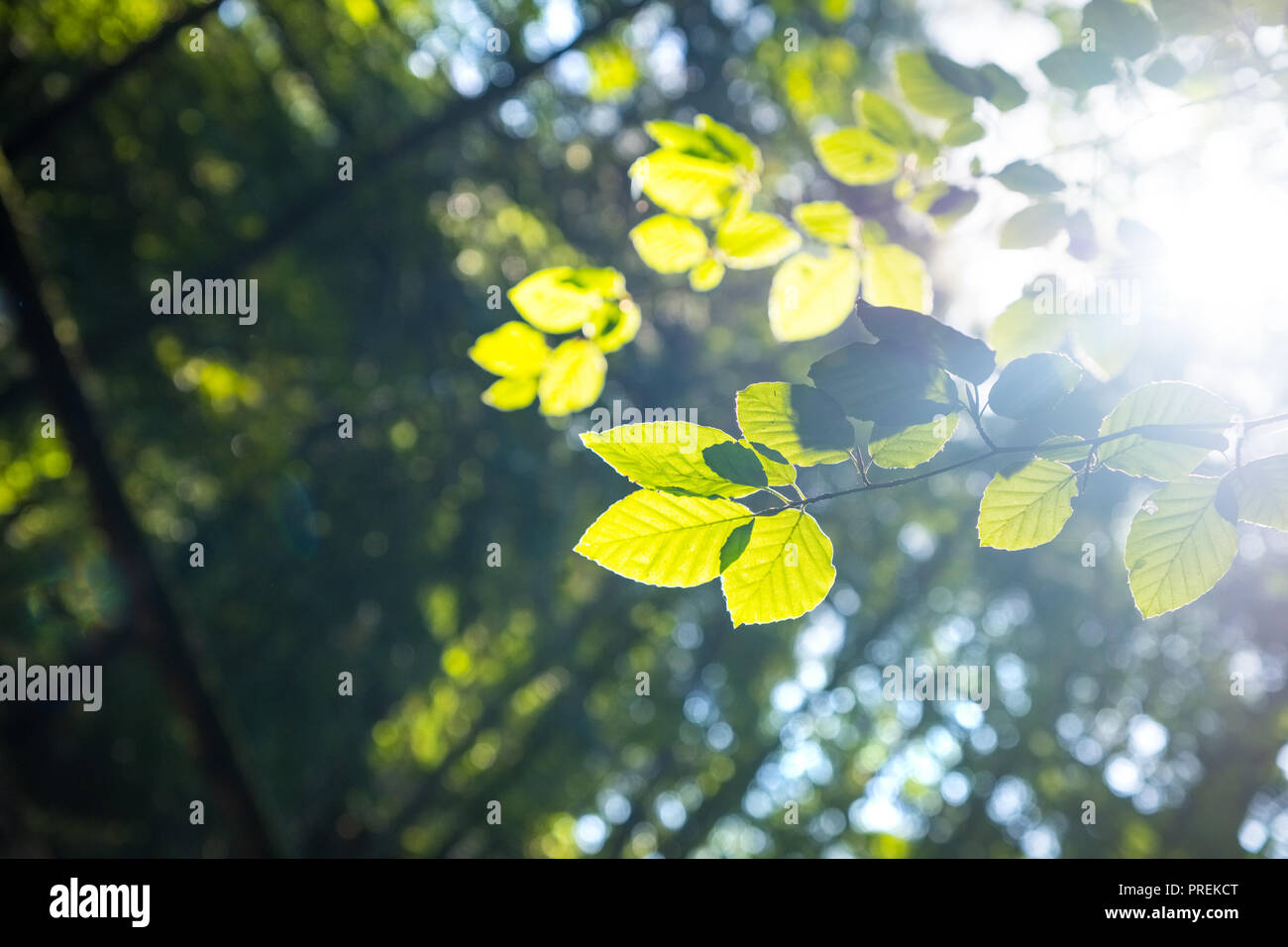 Pezzata venuta alla luce del sole attraverso foglie e rami del Peak District woodland Foto Stock