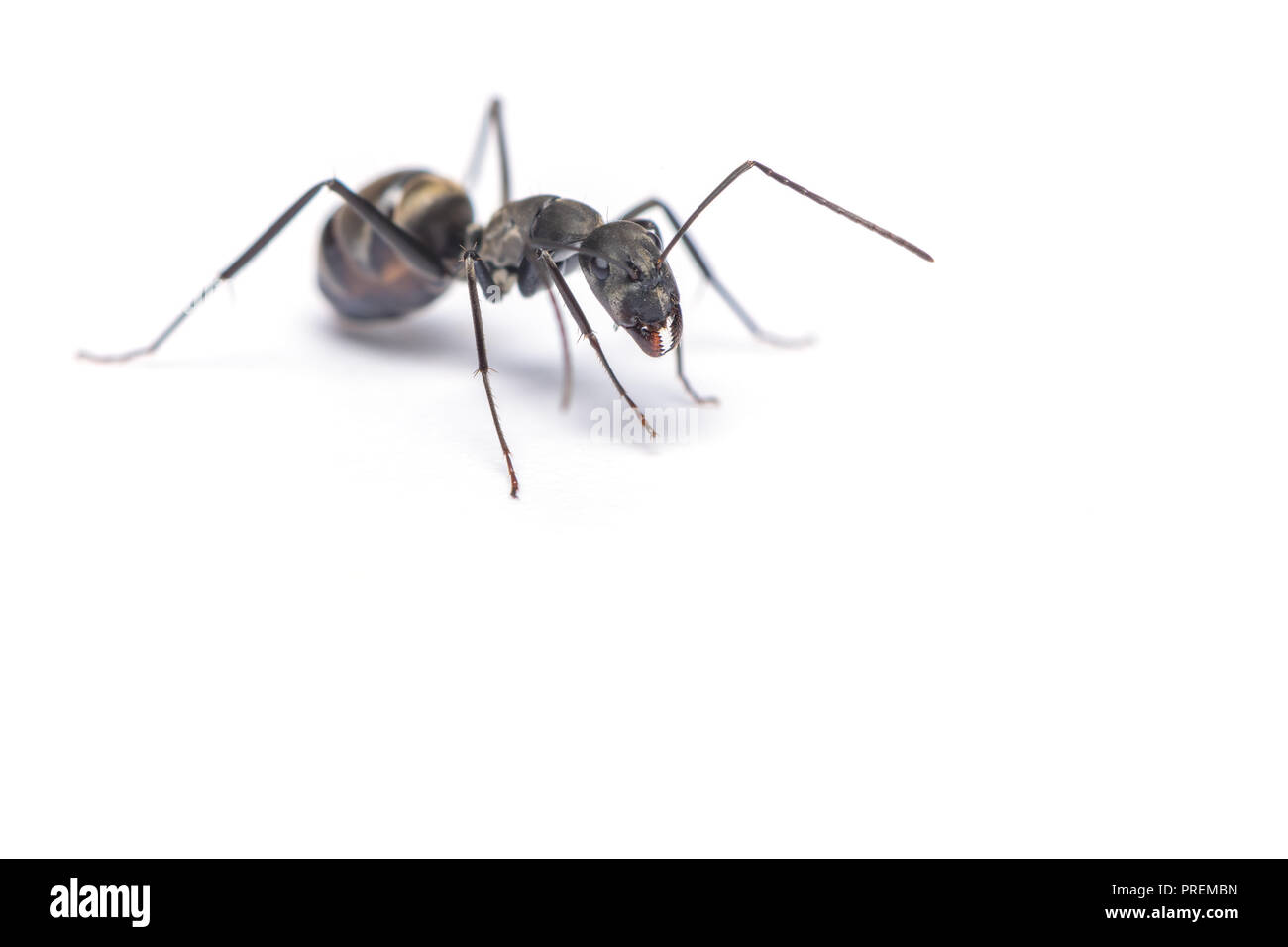 Un'immagine ravvicinata di carpenter ant isolati su sfondo bianco. Foto Stock