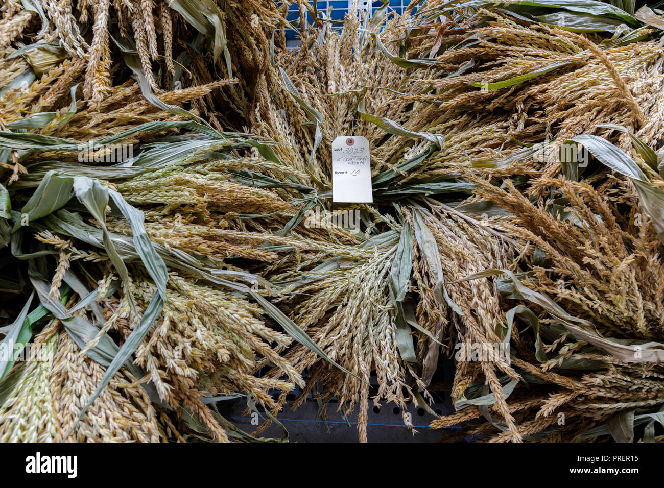 Minden, Mohawk Valley, nello Stato di New York: mais Amish infiorescenza staminifera ghirlande per la vendita, all'Fordsbush settimanale dei prodotti agricoli d'aste. Foto Stock