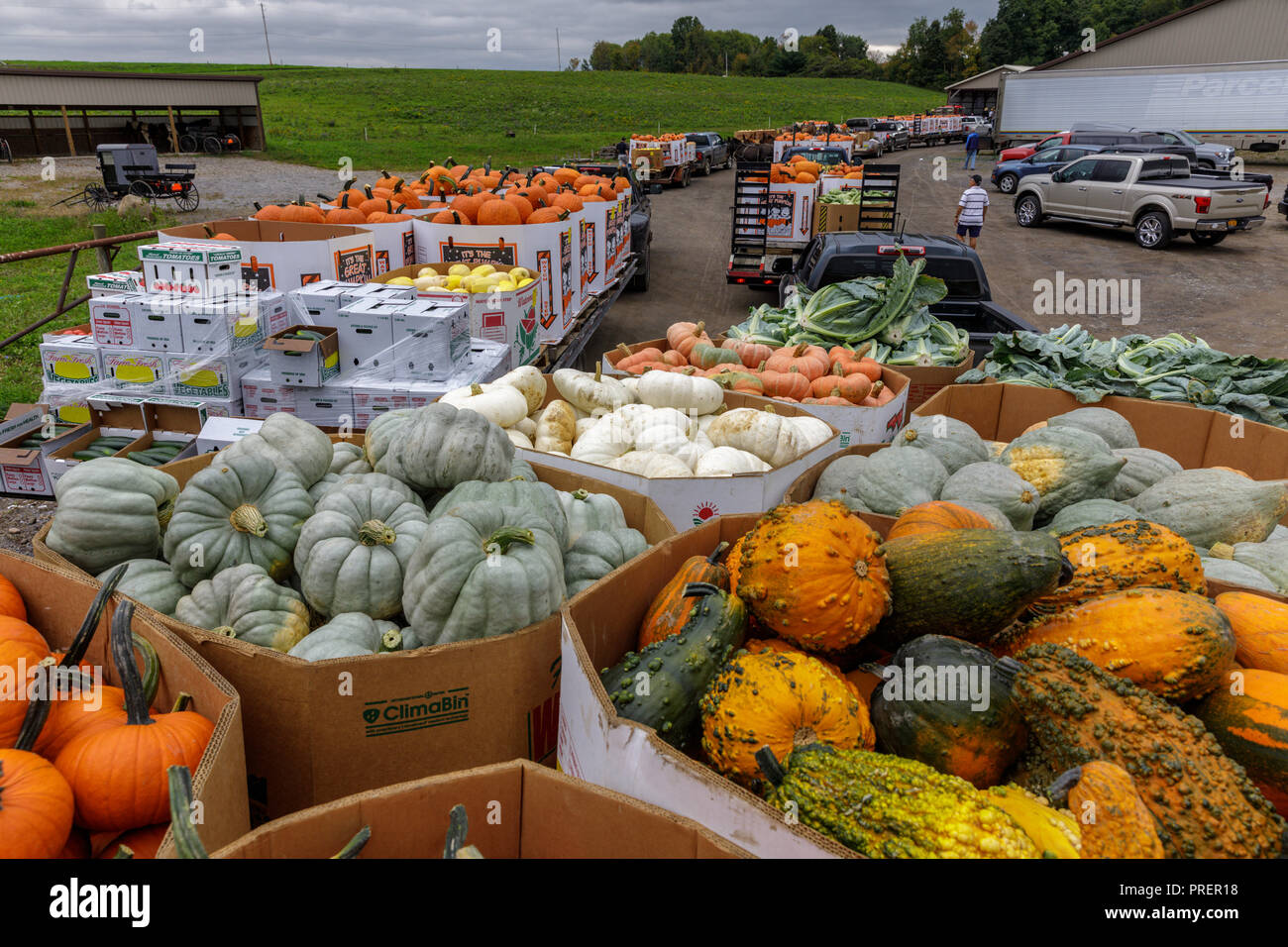 Minden, Mohawk Valley, nello Stato di New York: Autumn harvest zucche, squash e zucche sono accompagnati da miglia intorno, per la fattoria Amish produrre auction Foto Stock