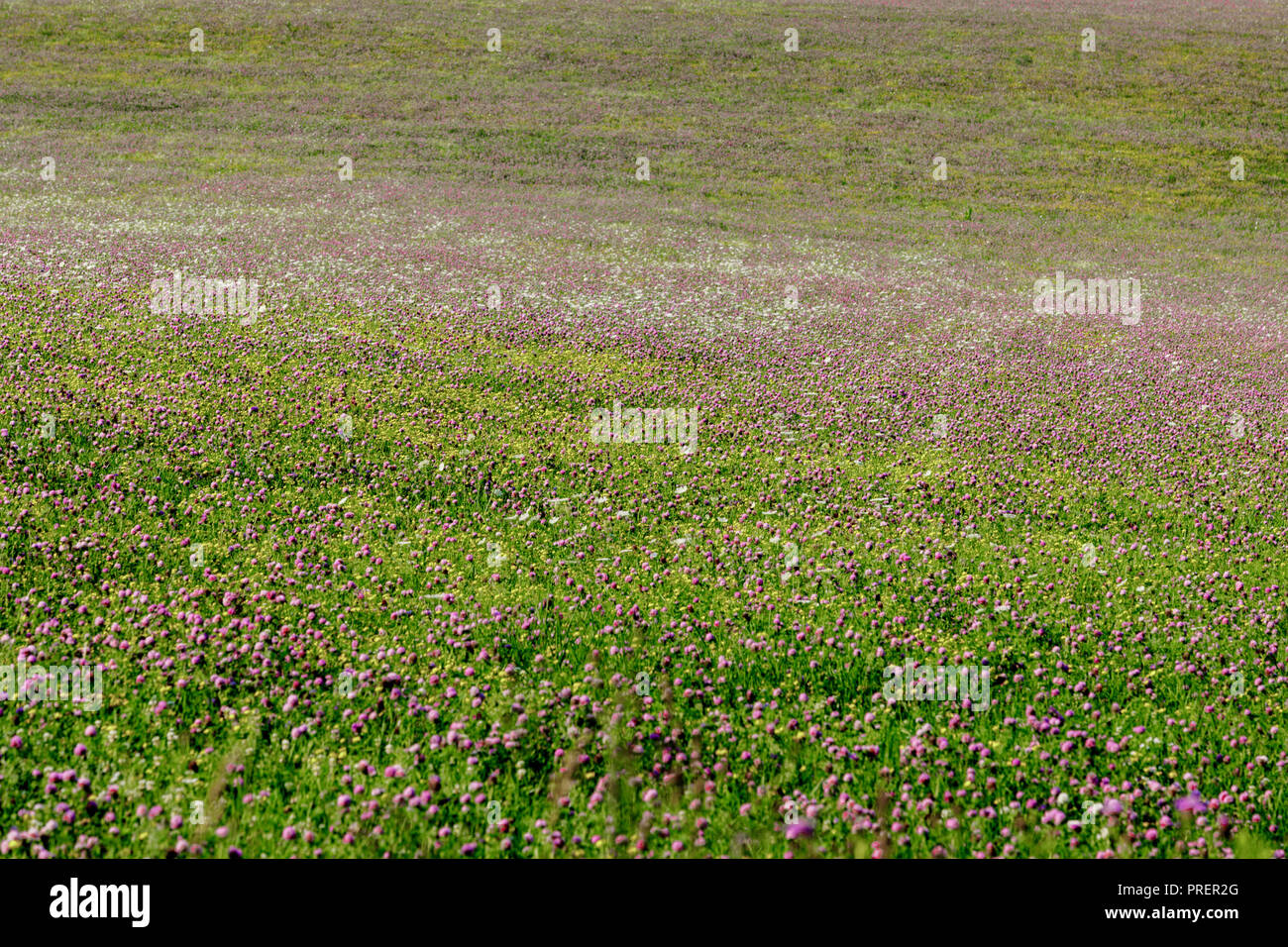 Un campo di trifoglio in agriturismo in Mohawk Valley, Montgomery County, nello Stato di New York. Foto Stock