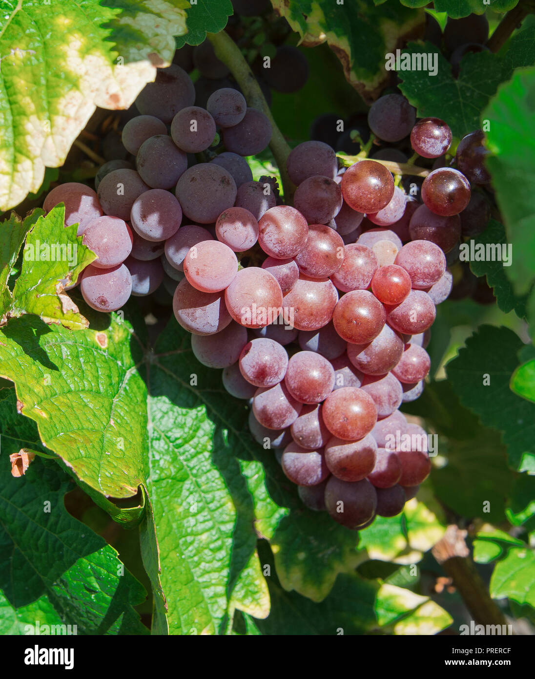 Violetta uva appeso sulla vite. L'Alsazia, vigneti. Foto Stock