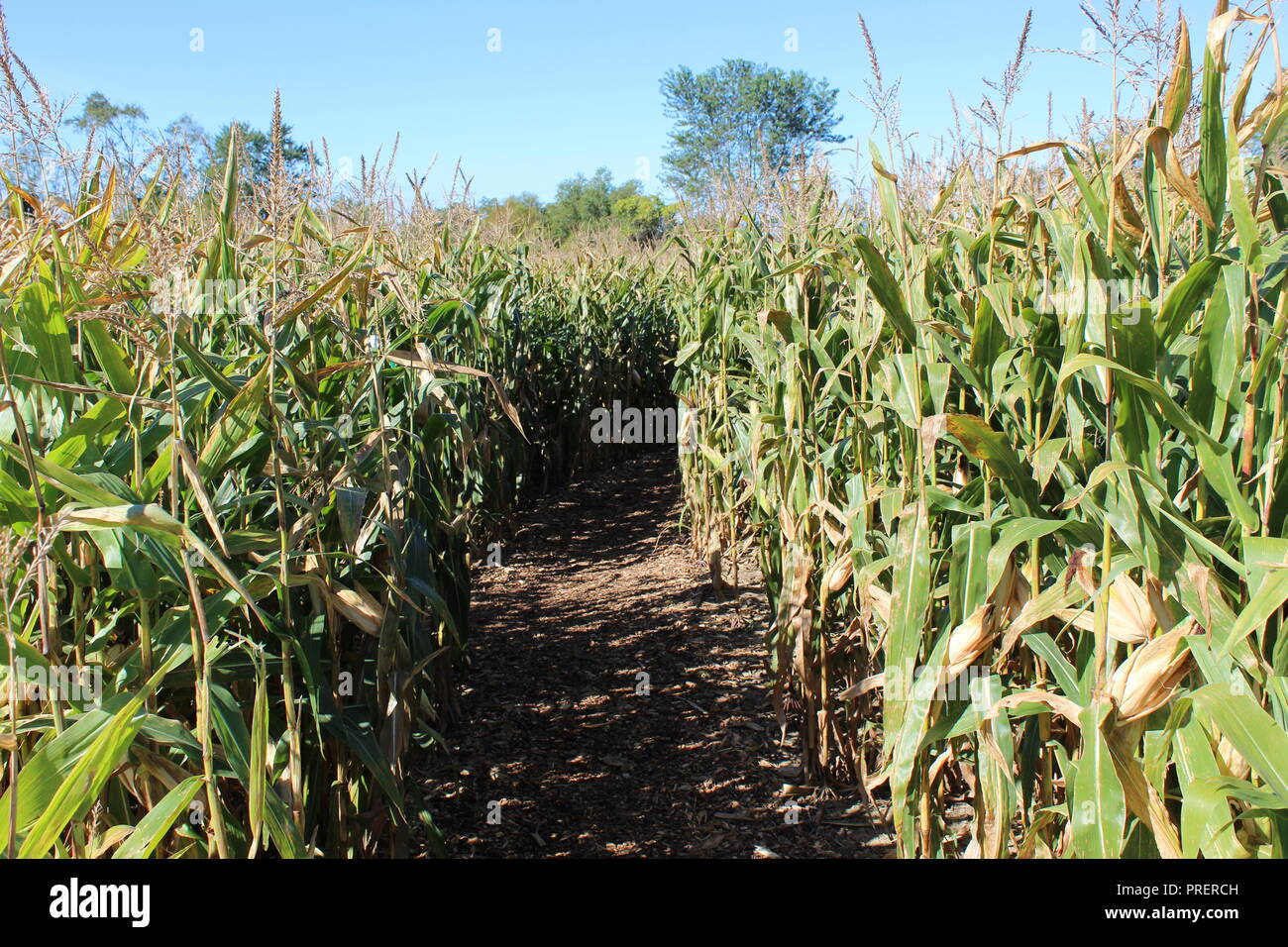 Entrata in un labirinto di mais , Tall verde stocchi di mais linea il percorso a labirinto in cui i bambini sono in funzione circa perso all'interno. Foto Stock