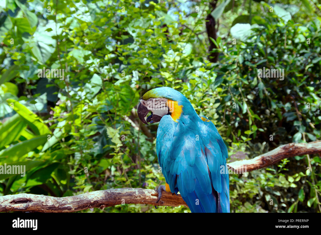 Blu e Giallo Macaw presso il South Texas Giardini Botanici e Centro Natura nel Corpus Christi, Texas USA. Foto Stock