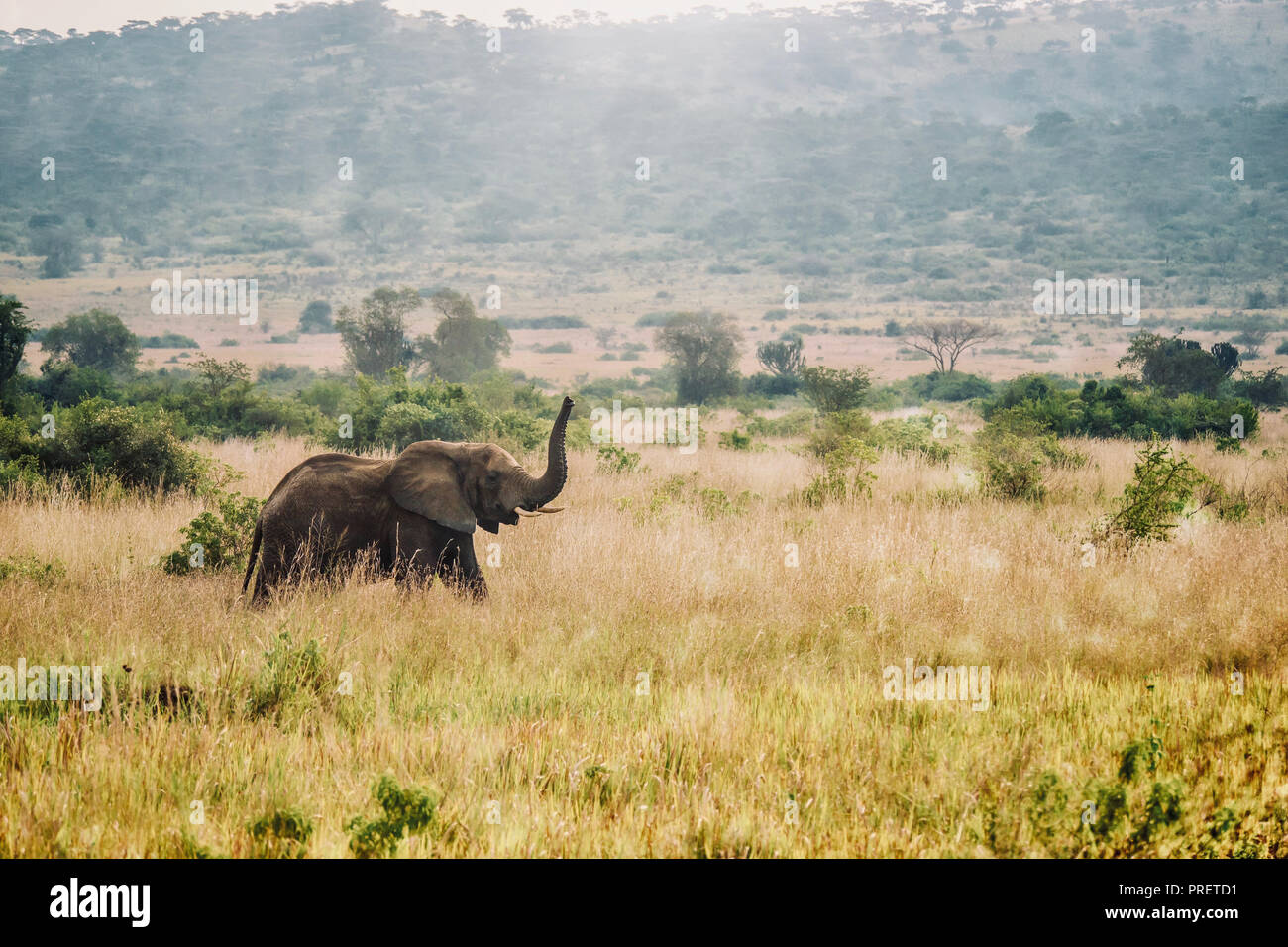 Un africano scena di paesaggio come una femmina solitaria dell' elefante africano (Loxodonta africana) passeggiate attraverso una savana erbosa con il suo tronco fino nell'aria. Foto Stock