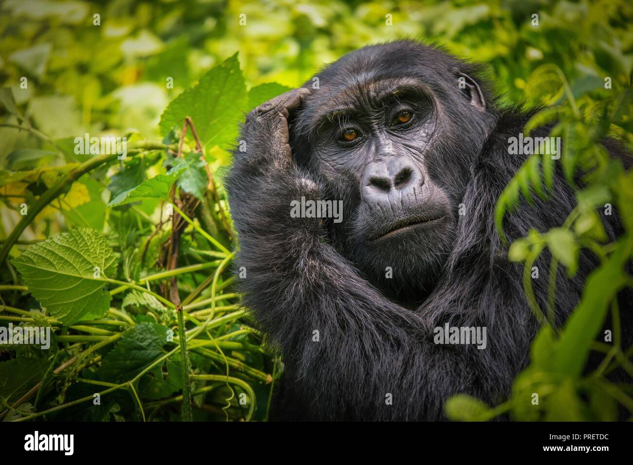 Un close-up ritratto di una femmina di gorilla di montagna, che mostra i dettagli delle sue caratteristiche facciali, nella sua naturale habitat della foresta impenetrabile di Bwindi Nat Foto Stock