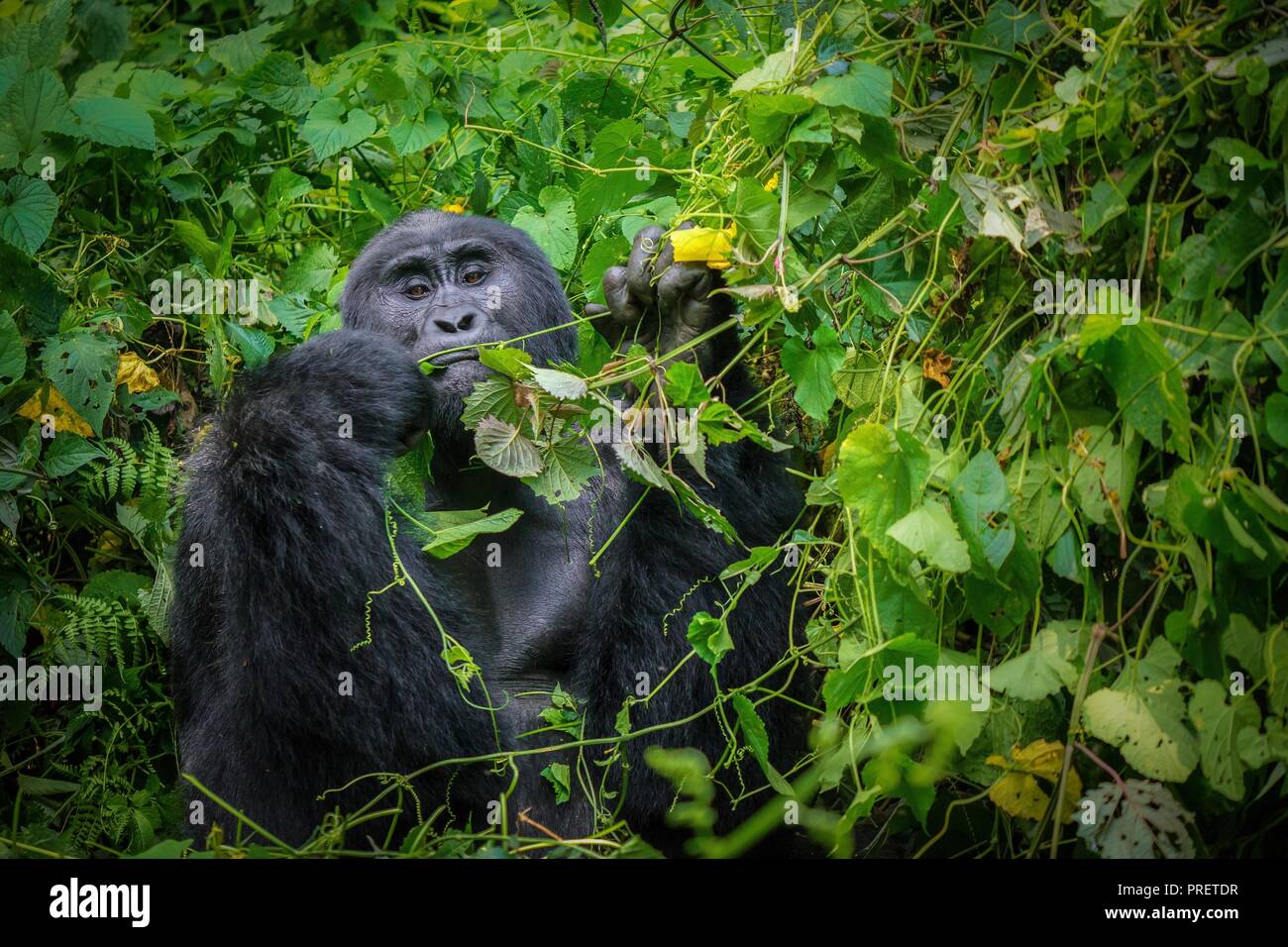 Un maschio silverback gorilla di montagna da soli, preparare da mangiare le foglie usando simile a quella umana le mani nel suo ambiente naturale, circondato da una fitta chioma. Foto Stock