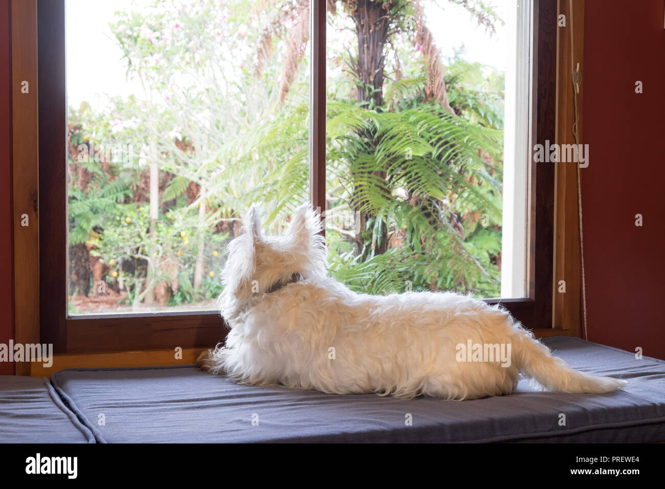 Annoiato cane con ansia di separazione è in interni a casa da solo mentre il proprietario è al lavoro, guardando fuori attraverso la finestra nel giardino sognare di avventure Foto Stock