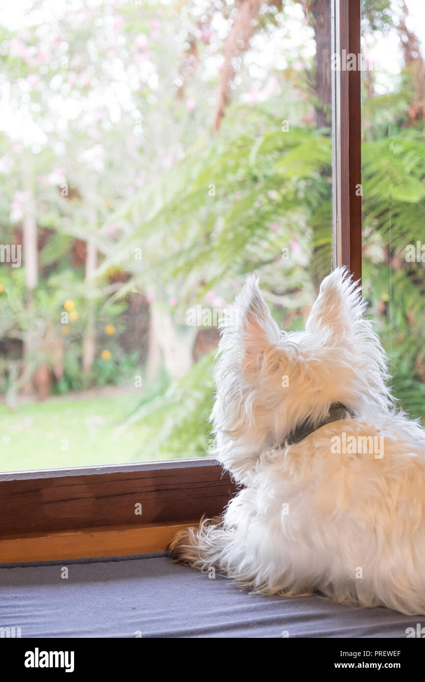 Annoiato cane è in interni a casa da solo mentre il proprietario è al lavoro e guardando fuori attraverso la finestra nel giardino sognare di avventure Foto Stock
