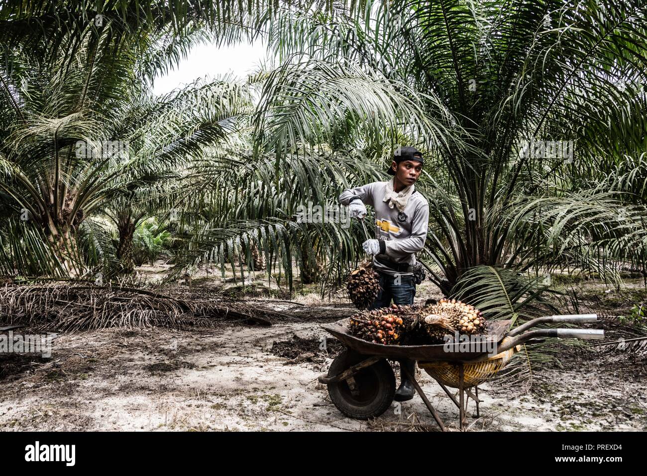 Un olio di palma di caricamento del lavoratore a Barrow su scala piccola piantagione in Perak, Malaysia, Luglio 2018 Foto Stock