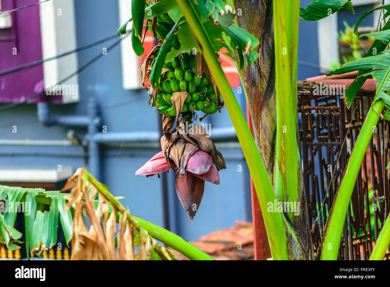Bellissimo albero di banana e rosa bud appeso con mazzetto di crescente, non mature banane verdi, piantagione a pioggia-foresta isolata da sfondo. Cl Foto Stock