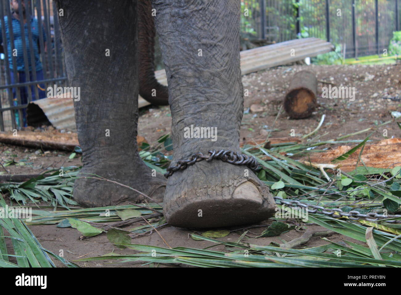 Elephant utilizzato in festivals in catene, Kandy, Sri Lanka Foto Stock