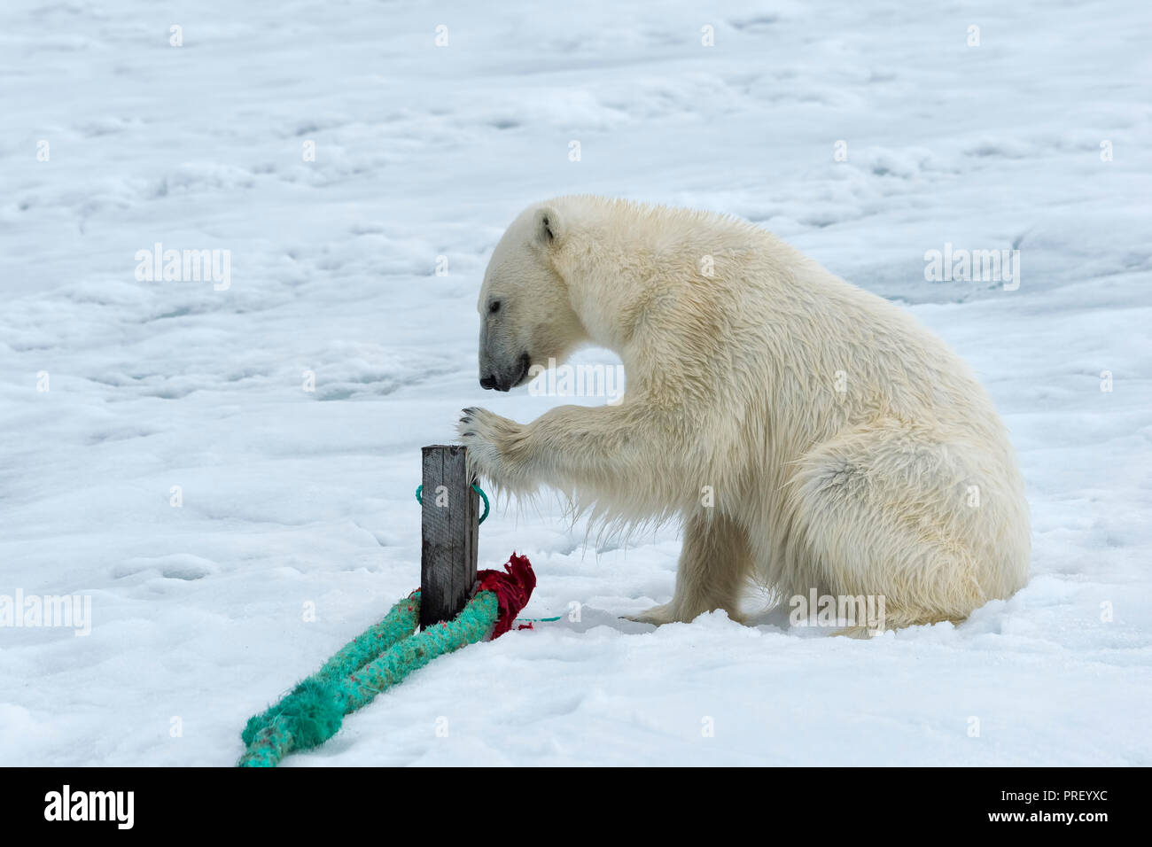 Orso polare (Ursus maritimus) ispezionare la fune e masticare sul polo di un expedition nave, arcipelago delle Svalbard, Norvegia Foto Stock