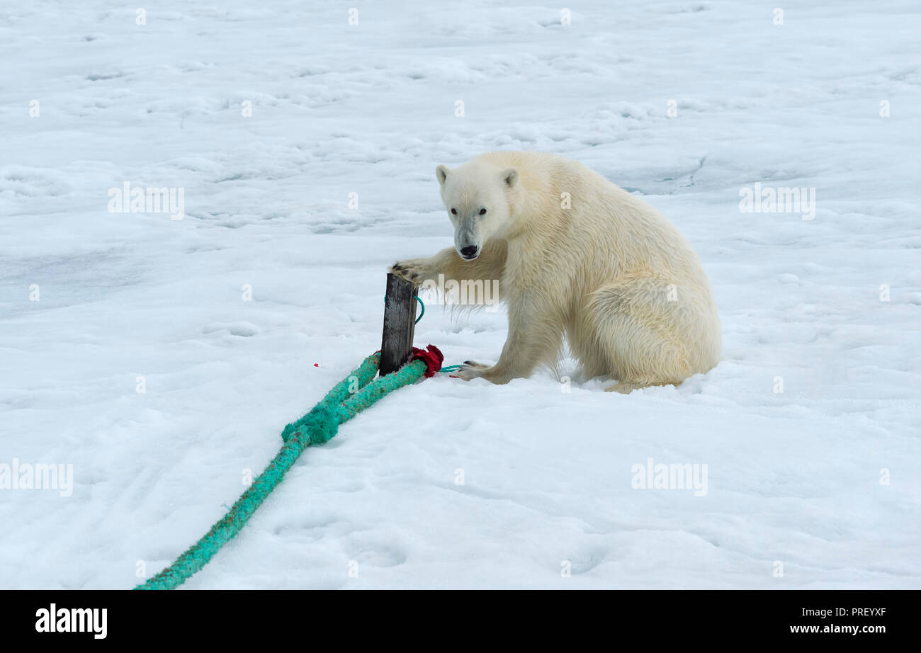 Orso polare (Ursus maritimus) ispezionare la fune e masticare sul polo di un expedition nave, arcipelago delle Svalbard, Norvegia Foto Stock
