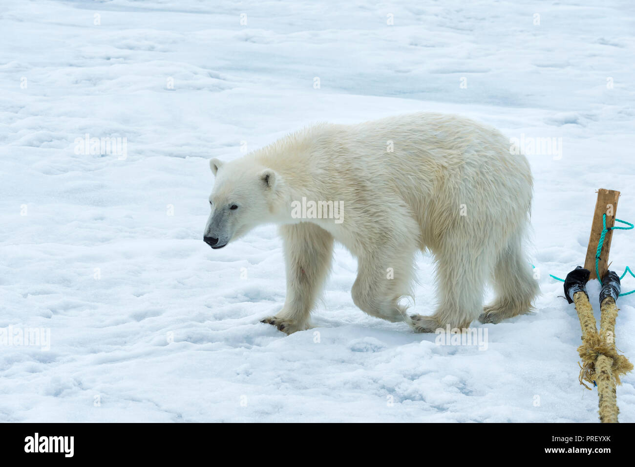 Orso polare (Ursus maritimus) ispezionare il polo di un expedition nave, arcipelago delle Svalbard, Norvegia Foto Stock
