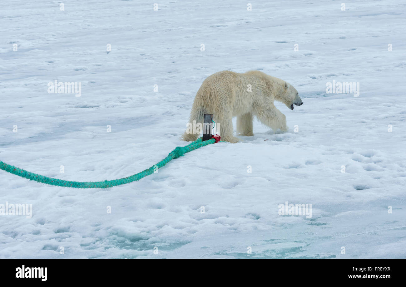 Orso polare (Ursus maritimus) ispezionare il polo di un expedition nave, arcipelago delle Svalbard, Norvegia Foto Stock