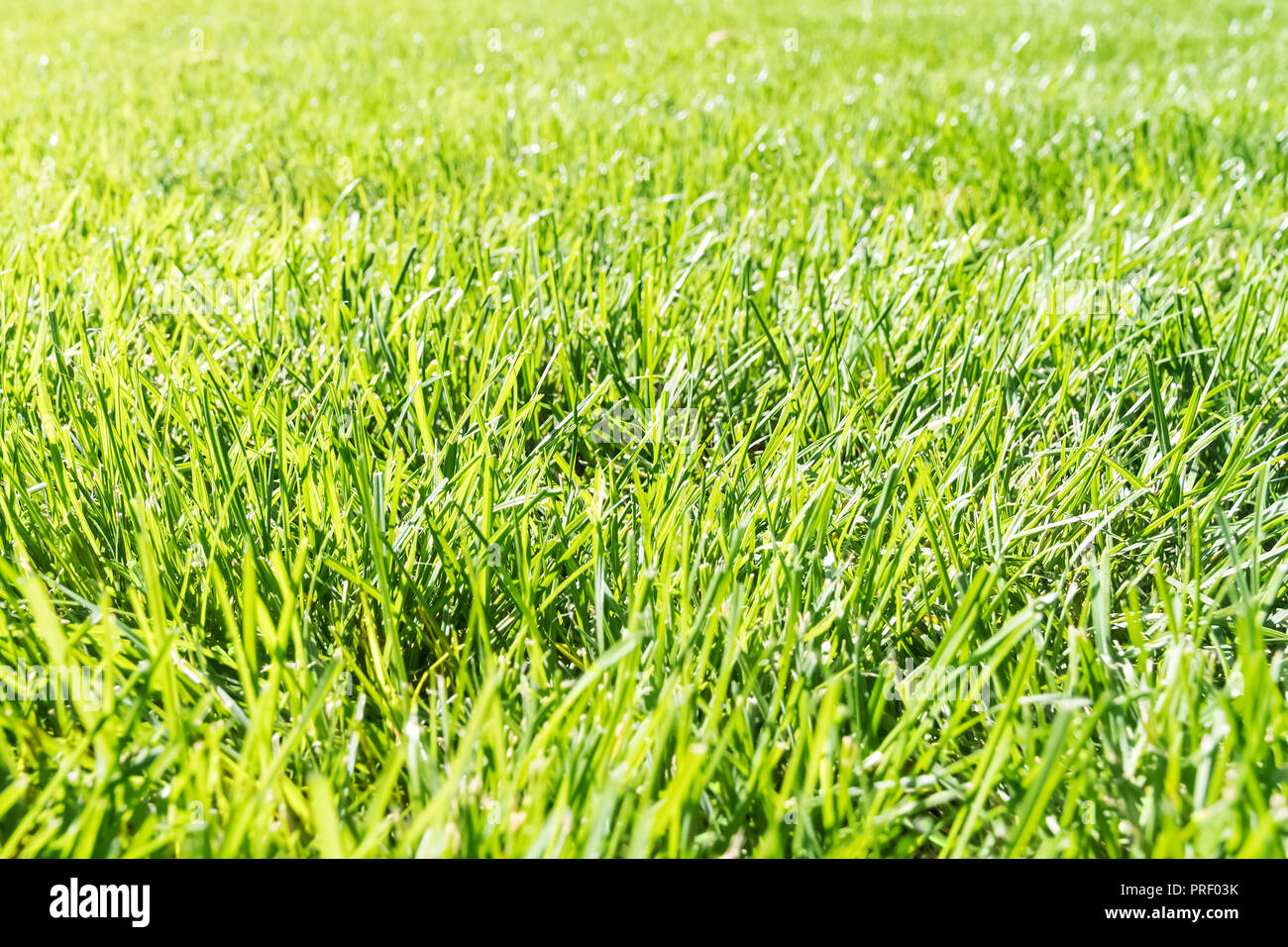 Campo verde con erba fresca, vista dalla prospettiva di close-up Foto Stock