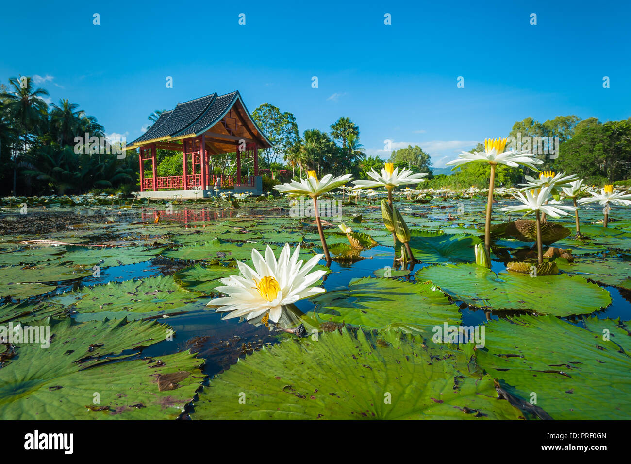 Acqua lillies e lilly pad con la pagoda cinese in background del parco pubblico a Laghi Centenari in Cairns, Queensland. Foto Stock