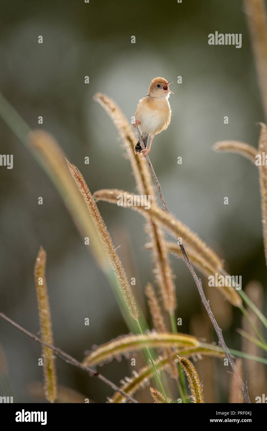 Australian Golden-guidato Cisticola appollaiato su un seme di erba levetta e con orgoglio la segnalazione è il territorio di un rivale chiamante. Foto Stock