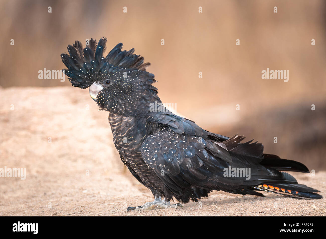 Diffidare di predatori una femmina rosso-coda nera cacatua timidamente si avvicina a un'outback australiano waterhole. Foto Stock