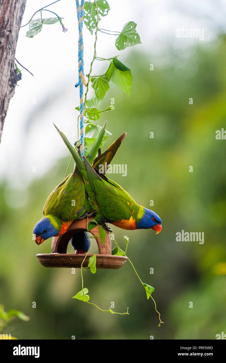 Tre lorkeets arcobaleno condividono i semi in un alimentatore di uccelli durante le condizioni di siccità a Townsville, Queensland del Nord in Australia. Foto Stock