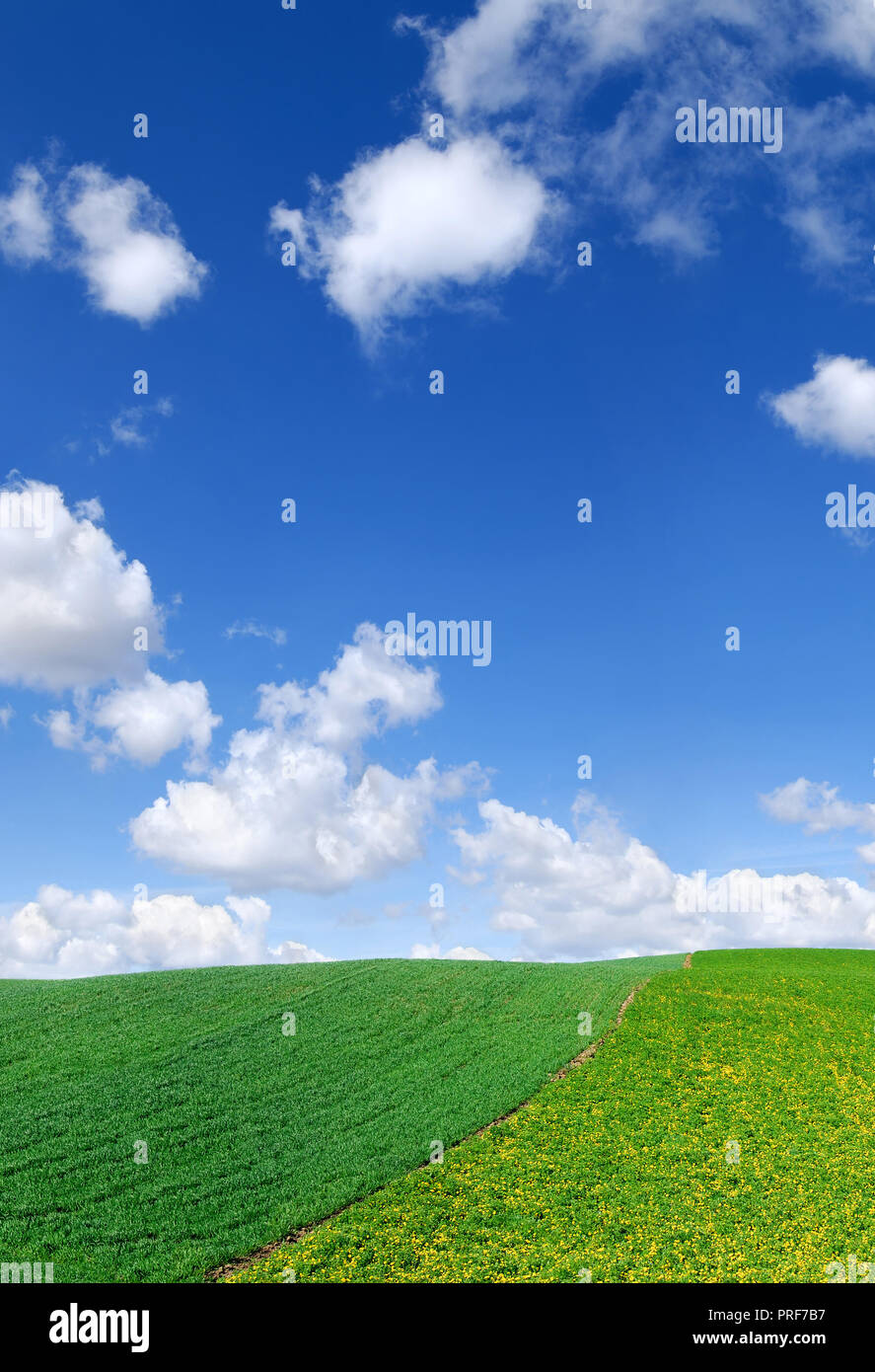 Molla idilliaco paesaggio, campi verdi, cielo blu e nuvole bianche in background Foto Stock