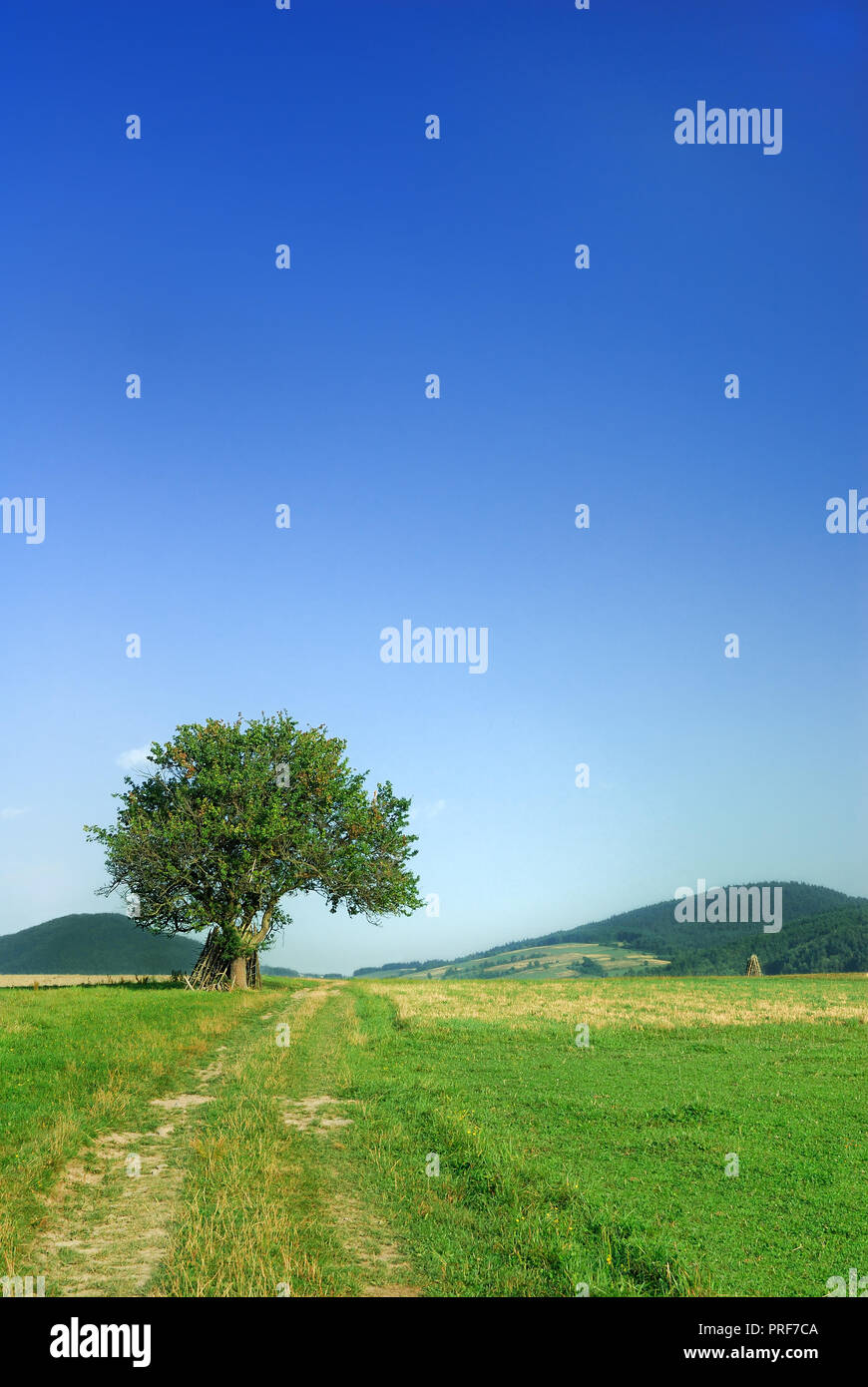 Paesaggio idilliaco, lonely tree tra campi verdi, cielo blu in background Foto Stock