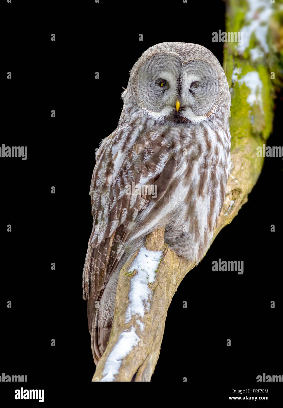 Grande gufo grigio in inverno tempo parzialmente isolato in black back Foto Stock