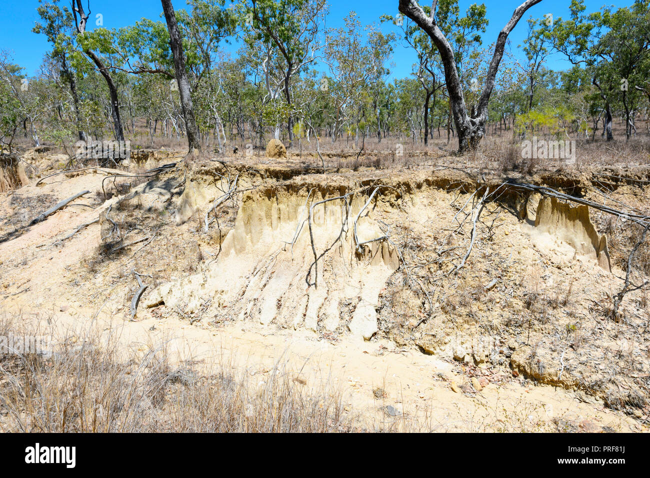 Gravemente erosi creekbed durante la stagione secca, vicino Mareeba Aeroporto, altopiano di Atherton, estremo Nord Queensland, FNQ, QLD, Australia Foto Stock