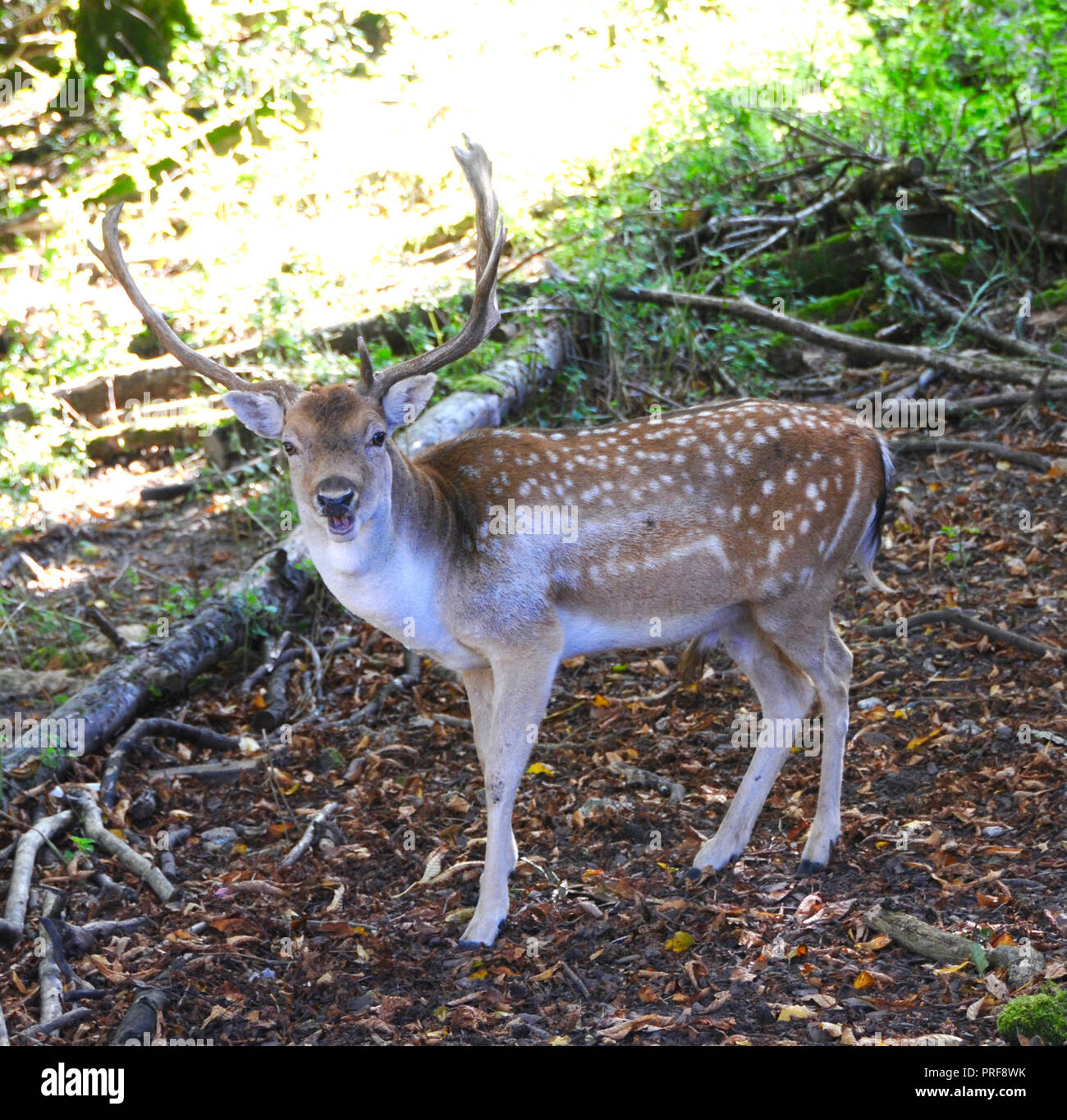 A maggese Buck (Dama Dama) nella campagna del Sussex. Maschio adulto daino (bucks) sono generalmente di 84 - 94 cm a spalla e pesare 46 - 94kg. Femmine (l) sono 73 - 91cm a spalla e pesare 35 - 56kg. Questo li pone in termini di dimensioni tra il capriolo e il cervo rosso. Foto Stock