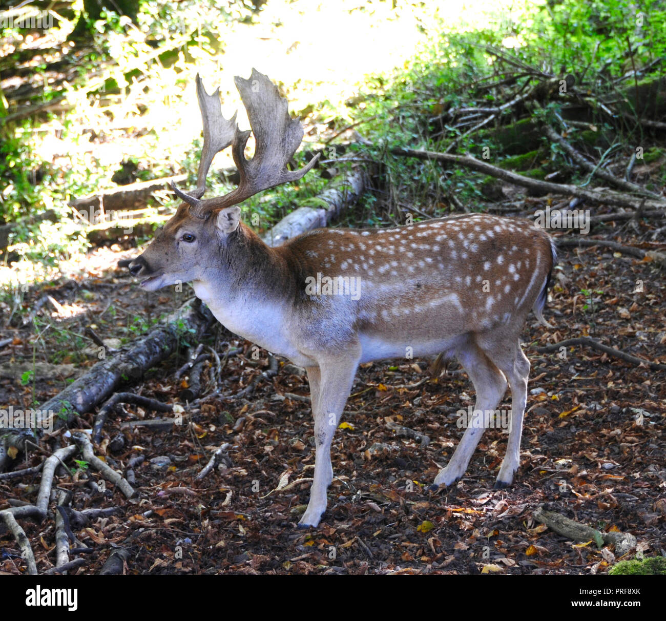 A maggese Buck (Dama Dama) nella campagna del Sussex. Maschio adulto daino (bucks) sono generalmente di 84 - 94 cm a spalla e pesare 46 - 94kg. Femmine (l) sono 73 - 91cm a spalla e pesare 35 - 56kg. Questo li pone in termini di dimensioni tra il capriolo e il cervo rosso. Foto Stock