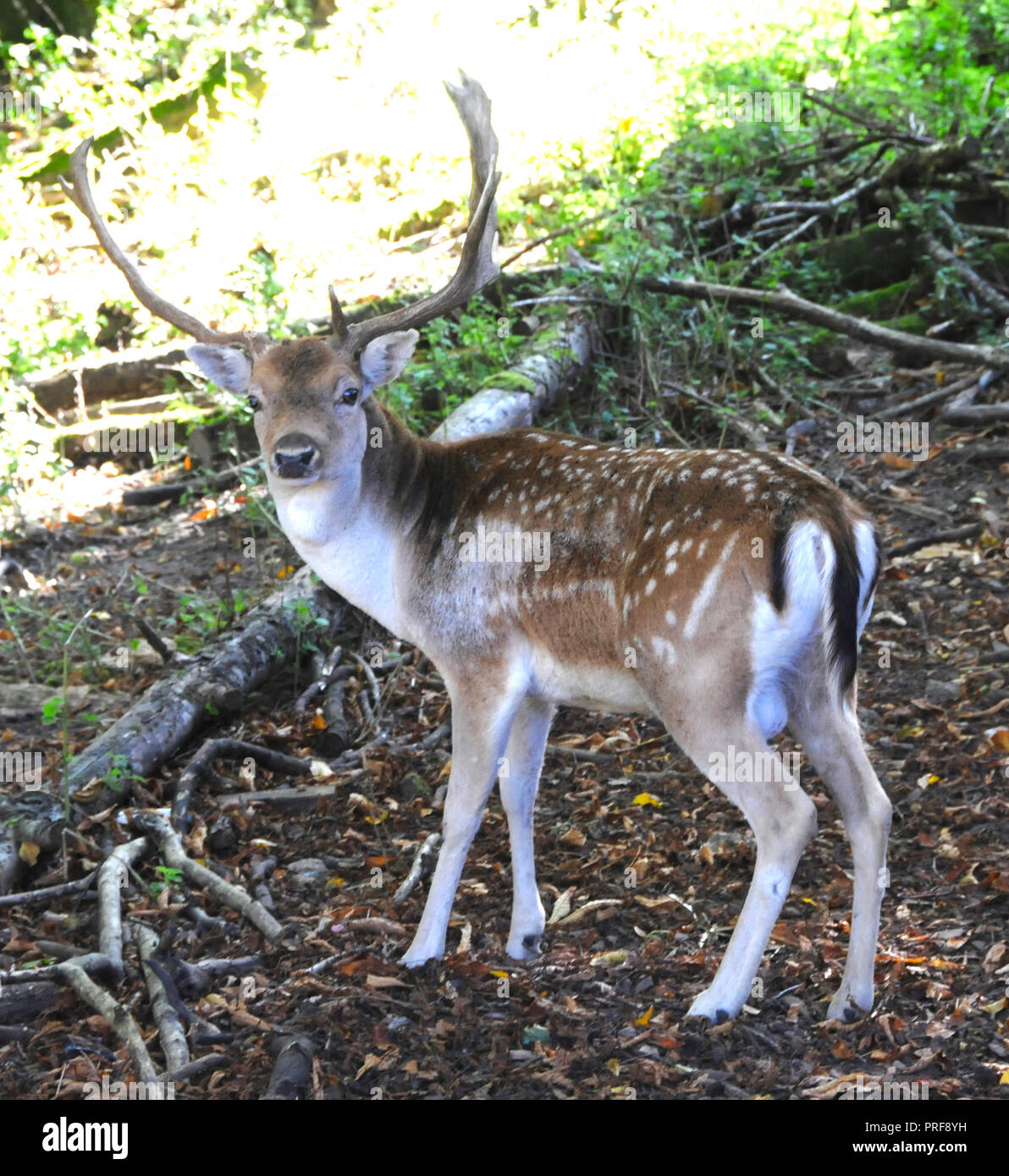 A maggese Buck (Dama Dama) nella campagna del Sussex. Maschio adulto daino (bucks) sono generalmente di 84 - 94 cm a spalla e pesare 46 - 94kg. Femmine (l) sono 73 - 91cm a spalla e pesare 35 - 56kg. Questo li pone in termini di dimensioni tra il capriolo e il cervo rosso. Foto Stock