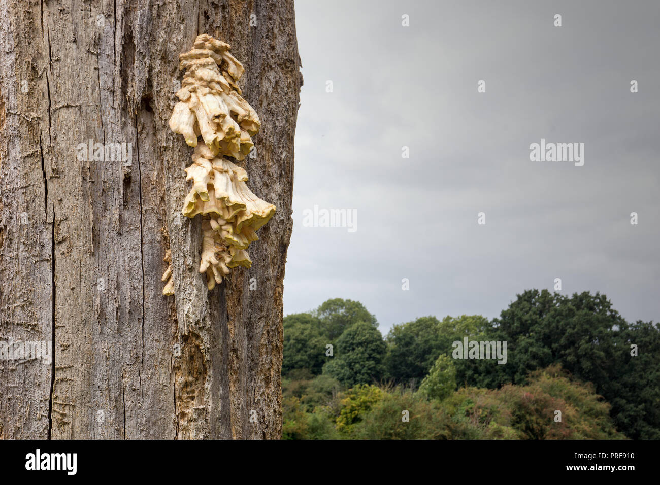 Polypores, o la staffa di funghi che crescono su un albero morto nel parco Pishiobury, Sawbridgeworth. A volte è commestibile. Foto Stock