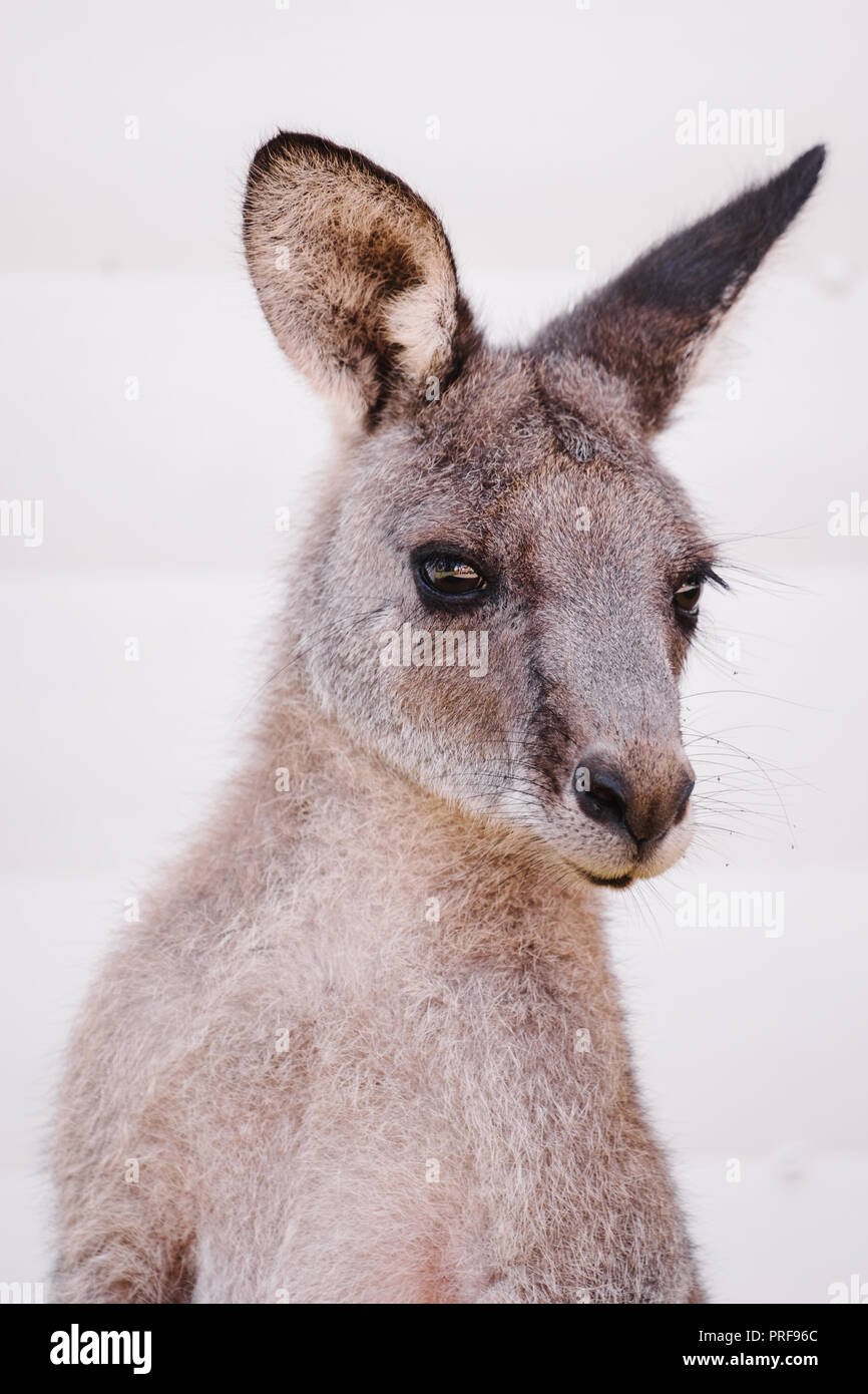 Ritratto di grigio Canguro in Australia Foto Stock